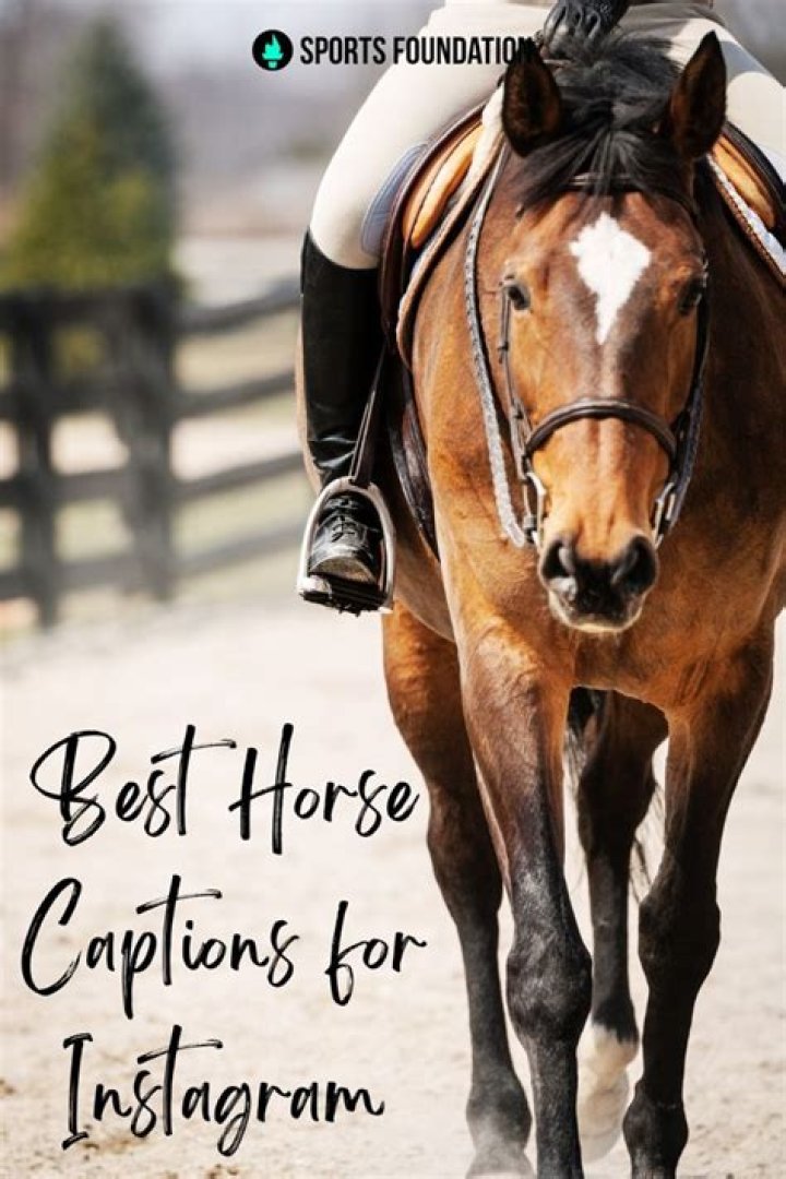 60+ Horse Riding Captions With Funny Quotes for Instagram Azcaptions