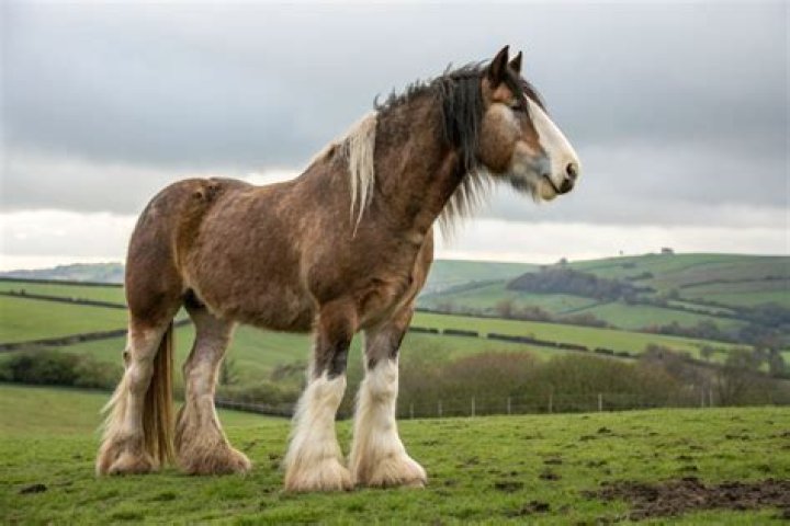 80 best images about Horse Quotes on Pinterest Her trailer, A girl