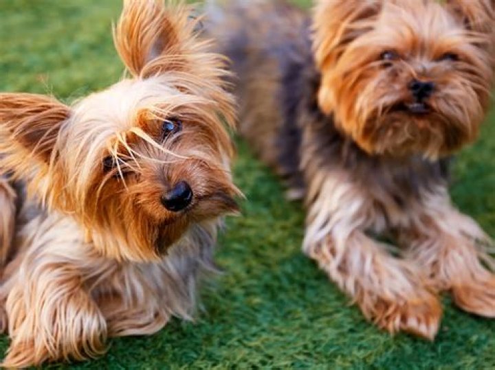 A Haven For Yorkshire Terriers
