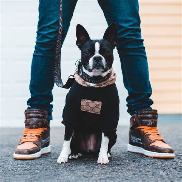 A Journey Into Canine Companionship