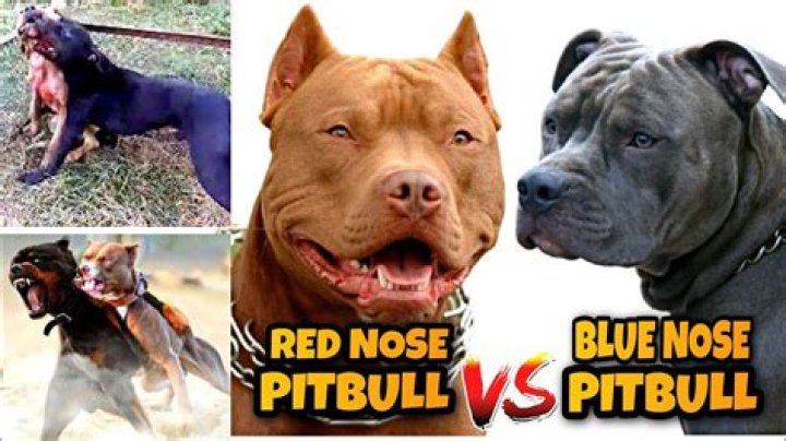 Are blue nose pitbulls more aggressive?