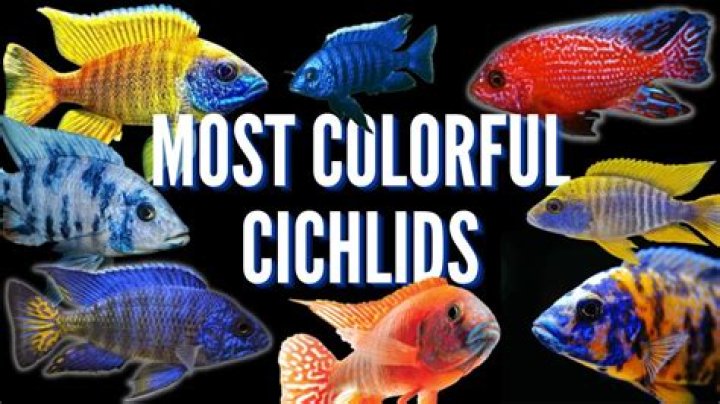 Are cichlids intelligent?
