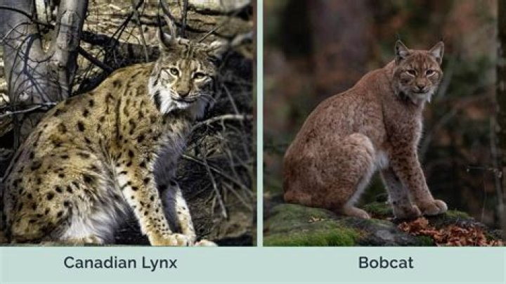 Can you make a lynx a pet?