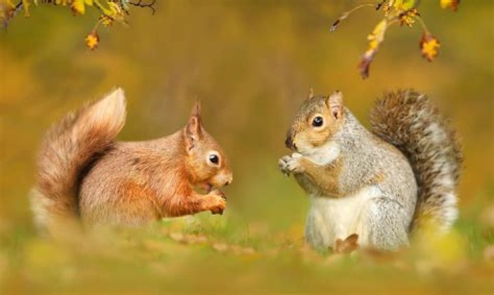 Do red squirrels chew the nuts off of other squirrels?