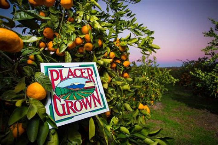 Exploring Sweet Delights And Orchard Secrets