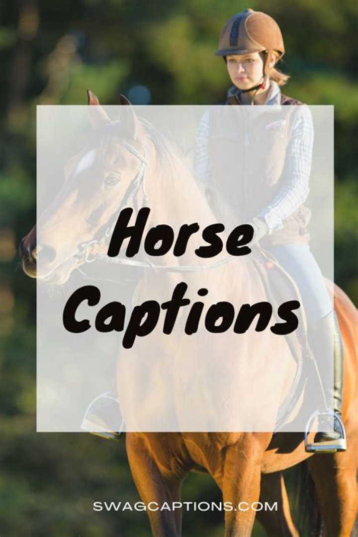 Horse captions and quotes for Instagram and social media Horseback