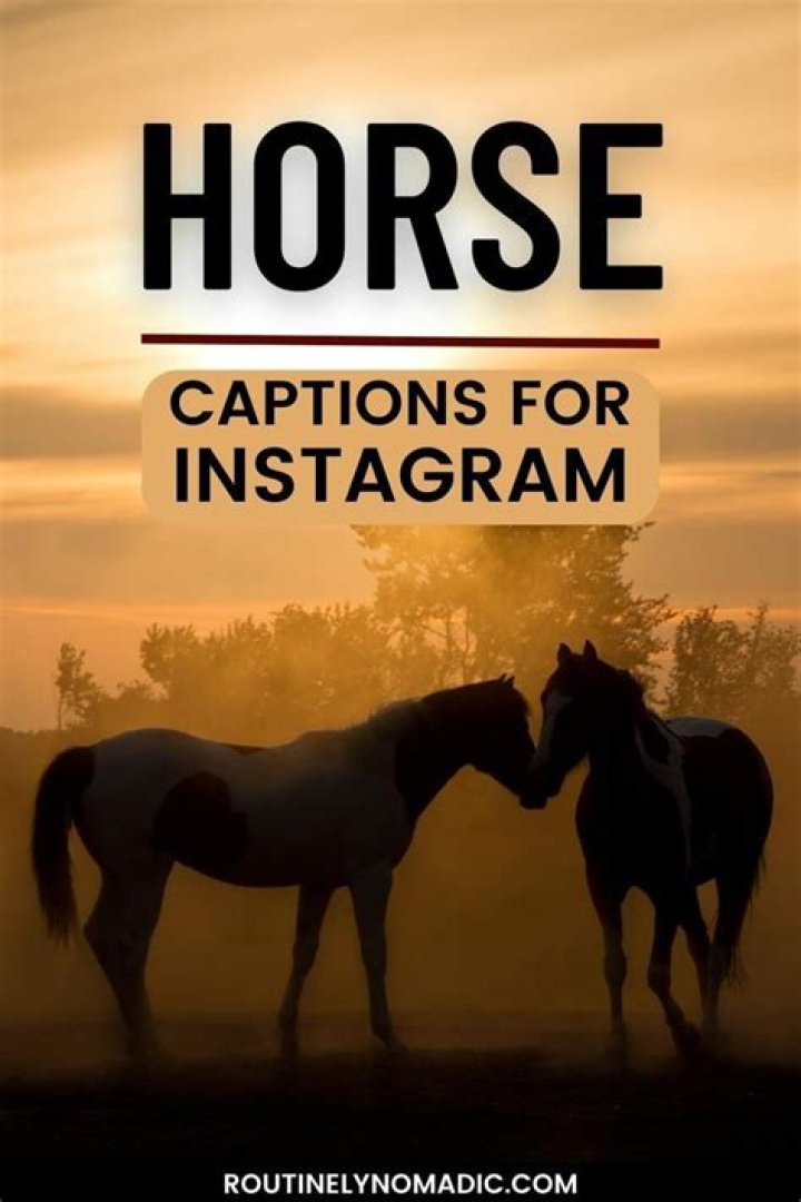 Horse Captions, Quotes To Make Your Instagram Trot! ListCaboodle in