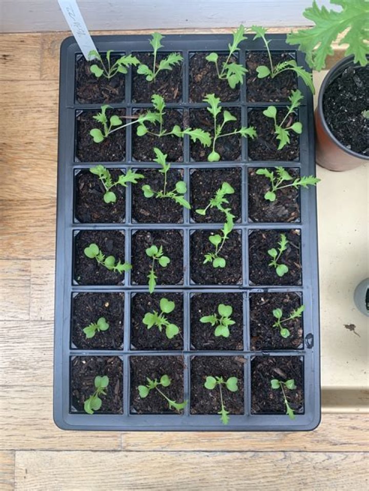 How often should I water mint?