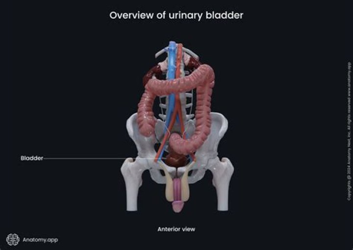 Is your bladder on the right side?