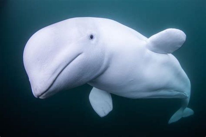 The Demise Of Ollie And Beluga