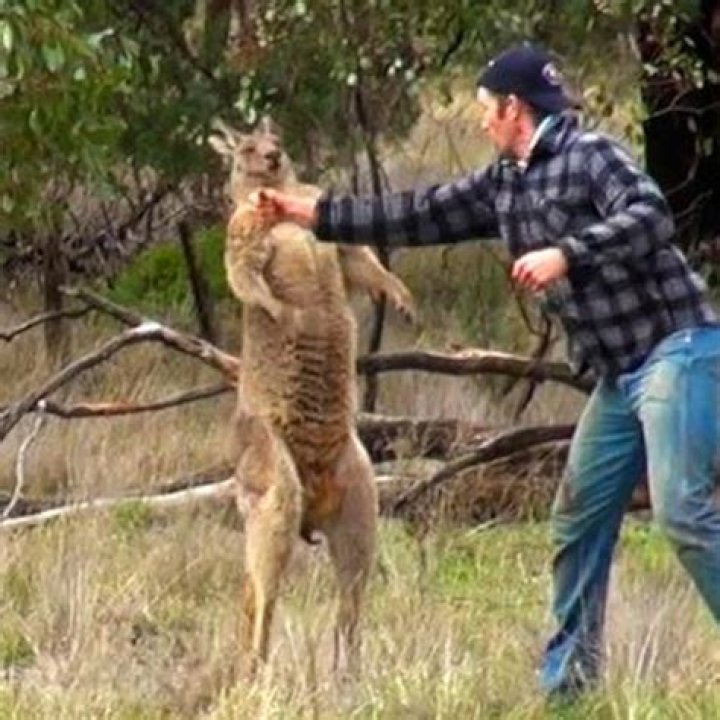 Unveiling The Kangaroo Fighting Man: Ancient Symbol, Modern Icon