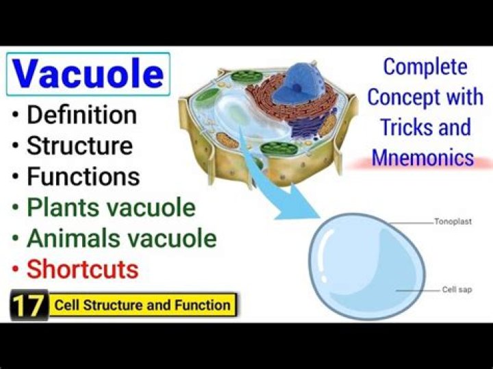 Vacuole Function and Structure Extra Space Storage Rs' Science