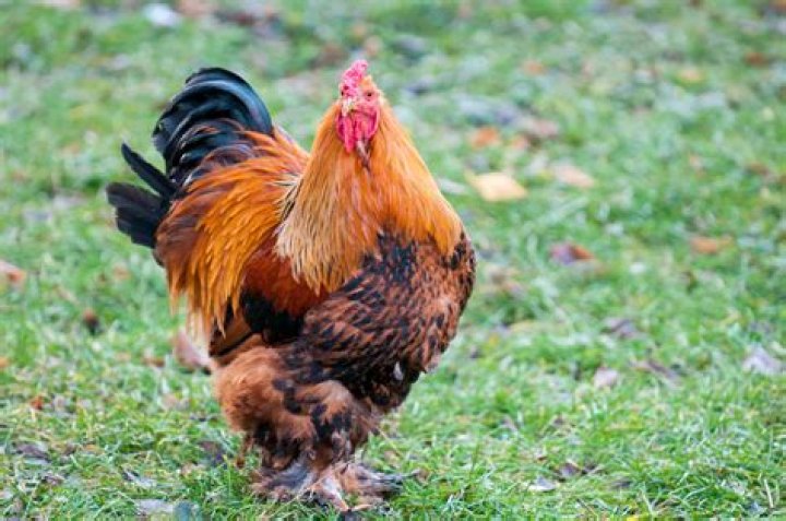 What is the calmest chicken breed?