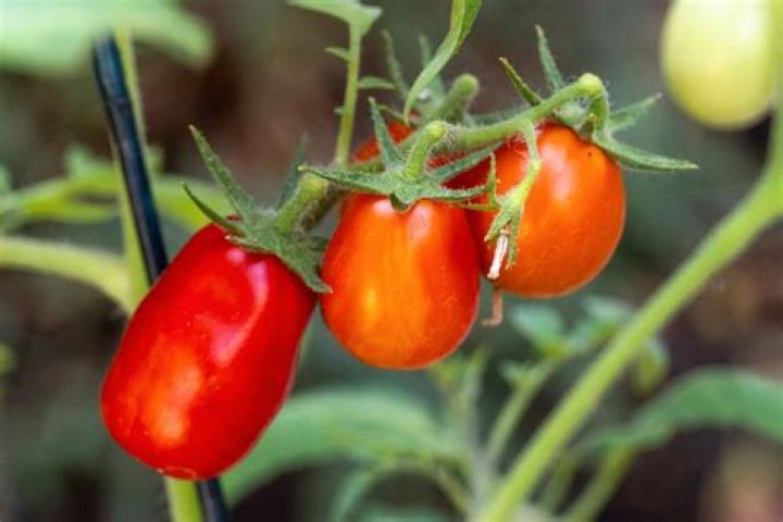 What is the most popular tomato plant?