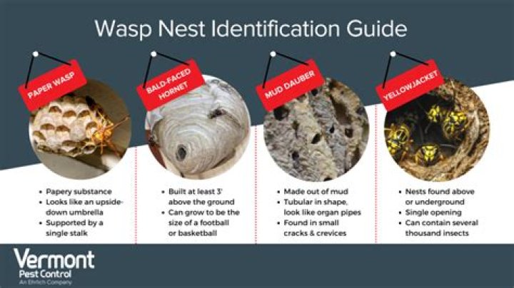 What is the white stuff in wasp nest?