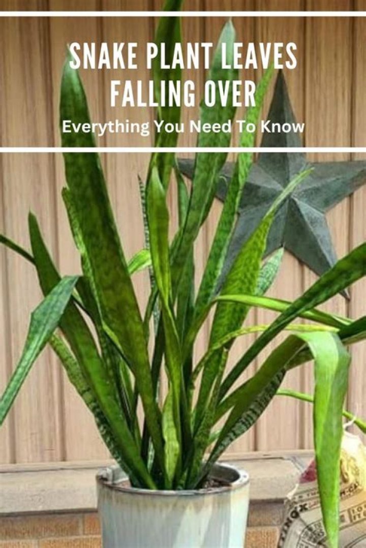 Why is my snake plant falling over?